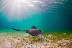 A stingray glides along the flats off the coast of Man O ... by Ben Hicks 